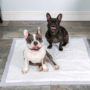 Two dogs sharing a Hartz Odor Eliminating XXXL dog pad.