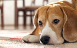 Is My Dog Depressed? - Sad-looking dog lying on a rug.