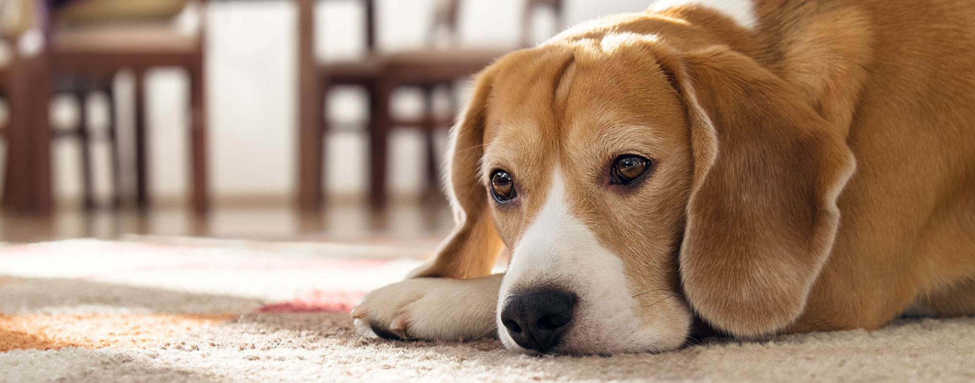 Image of a depressed dog. Learn more about dog depression.