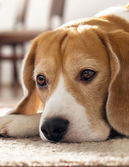 Depressed dog lying on the floor. How to tell if your dog is depressed.