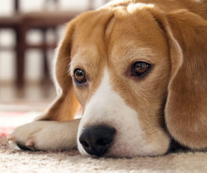 Is my dog depressed - Dog lying on the floor. Symptoms of dog depression