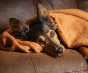 Is my dog depressed - Dog on the sofa wrapped in a blanket