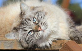 Cat lying on porch in the summer sun. Protect your cat from summer heat.