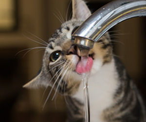 Cat drinking water from a faucet. Learn more about cats and hot weather.