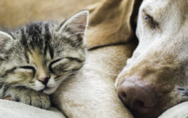 Kitten and dog sleeping next to each other. Learn more about cats and dogs living together.