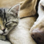 Kitten and dog sleeping next to each other. Learn more about cats and dogs living together.