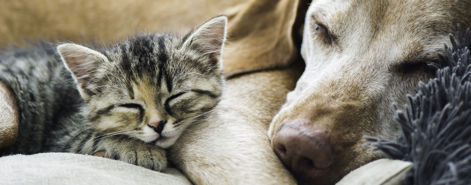 Kitten and dog sleeping next to each other. Learn more about cats and dogs living together.