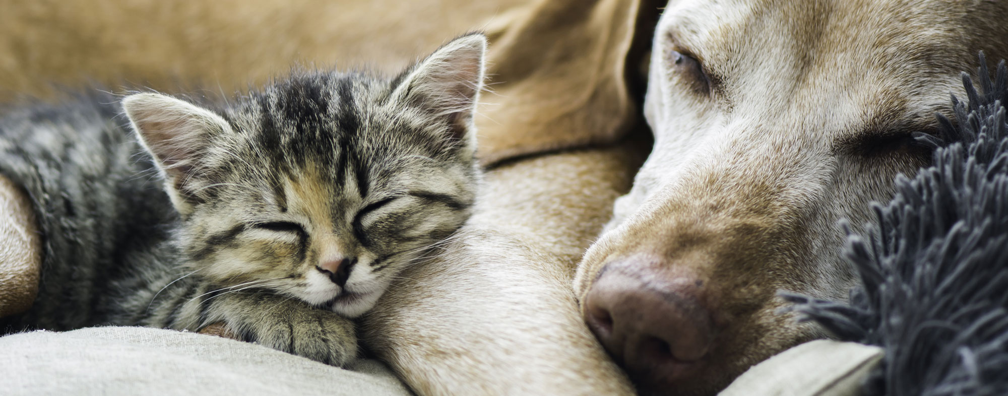 Will My Cat And Dog Get Along Hartz