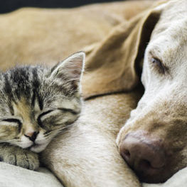 Dog and kitten sleeping together. Do cats and dogs get along?