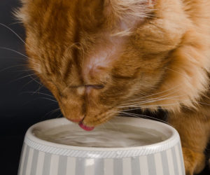 Cat drinking from bowl of water. How to introduce cats to dogs.
