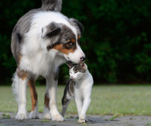 Dog sniffing cat outdoors. Introducing dogs to cats.