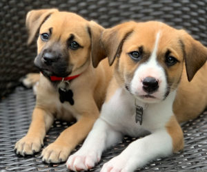 Fostering dogs like Ollie and Boo can help save lives.