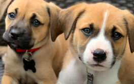 Ollie and Boo. Fostered shelter dogs. Learn more about fostering dogs.