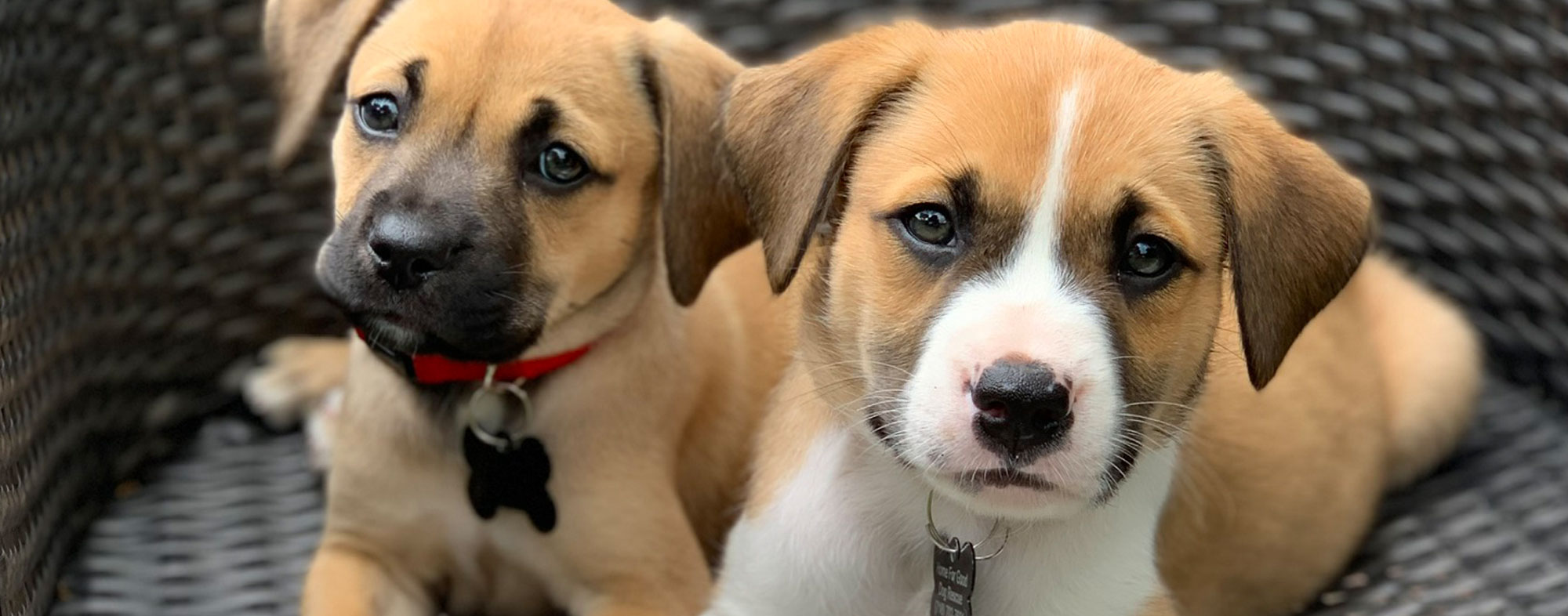 Ollie and Boo. Fostered shelter dogs. Learn more about fostering dogs.