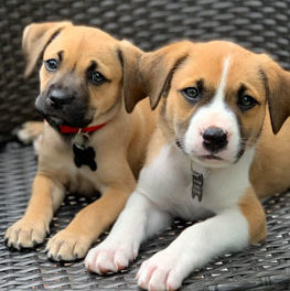 Ollie and Boo are foster dogs. Get tips for fostering rescue and shelter dogs.