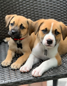 Ollie and Boo are foster dogs. Get tips for fostering rescue and shelter dogs.