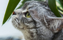 Curious cat near the leaf of a house plant. Learn more about pet friendly indoor plants.