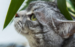 Curious cat near the leaf of a house plant. Learn more about pet friendly indoor plants.