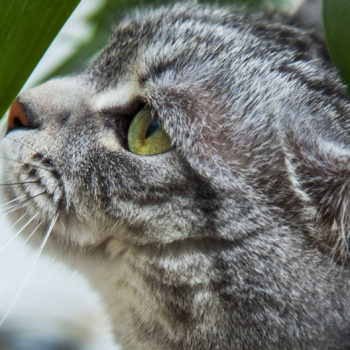Curious cat near the leaf of a house plant. Learn more about pet friendly indoor plants.