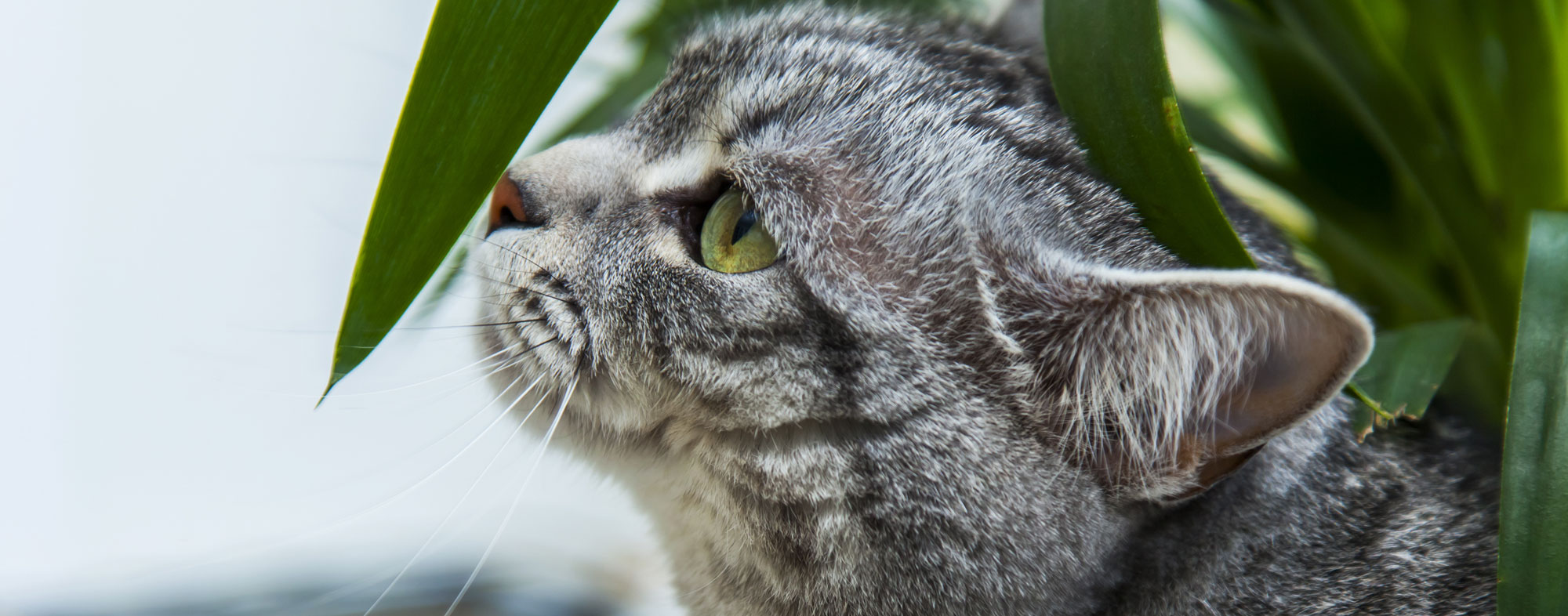 Curious cat near the leaf of a house plant. Learn more about pet friendly indoor plants.