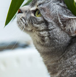 Cat sniffing the leaf of a houseplant. Keep your pets safe with pet friendly plants.