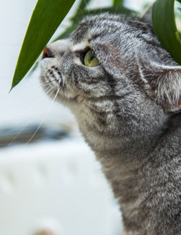 Cat sniffing the leaf of a houseplant. Keep your pets safe with pet friendly plants.