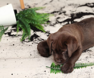 Puppy chewing on a houseplant. Keeping your pets safe around houseplants.