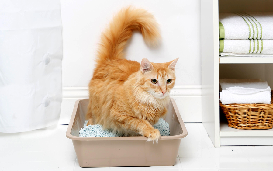 MultiCat Strong Hartz