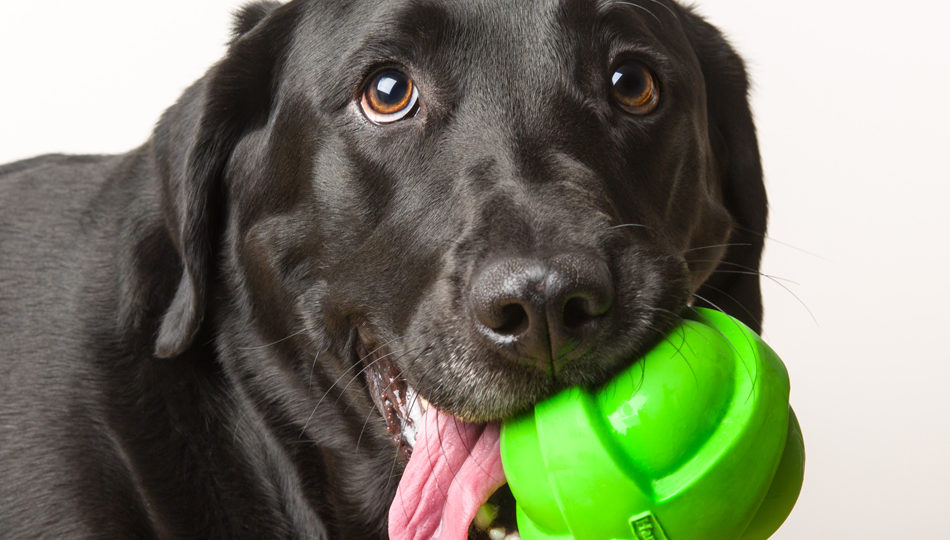 Dog playing with Hartz dura play squeaky dog toys.