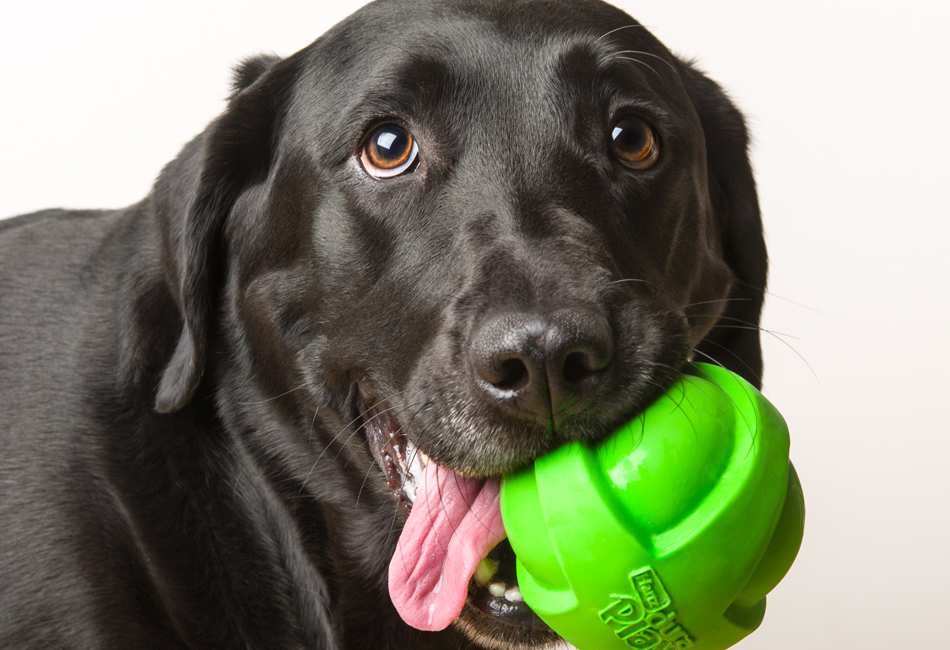 Dog playing with Hartz dura play squeaky dog toys.