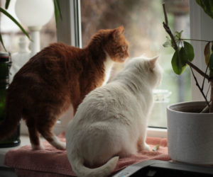 Two cats sitting at a window. Learn about introducing cats.