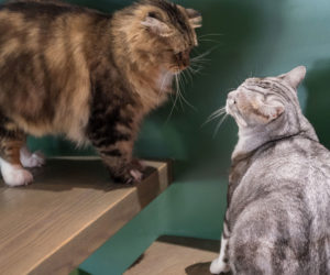 Two cats on the stairs. Learn about how to introduce two cats.