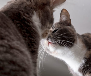 Two cats meeting. With patience, introducing cats is not hard.