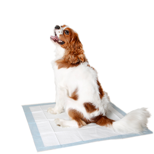 Spaniel sitting on a Hartz Home Protection dog pad. Learn more about Hartz Home Protection training pads for dogs.