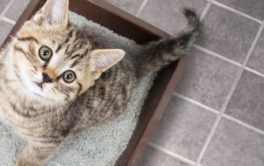Cat in litter box staring at the camera. Litter box training for cats and kittens.