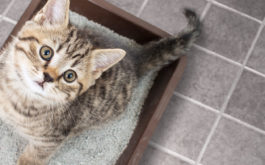 Cat in litter box staring at the camera. Litter box training for cats and kittens.