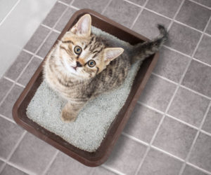 Cat in litter box. What is your cat trying to tell you?