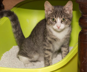 Kitten in litter box.