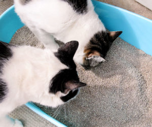 Two cat examining the cat litter box. Learn more about litter box training.