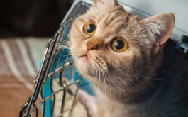 Cat exploring outside of it's cat carrier. Learn more about cat carrier training.