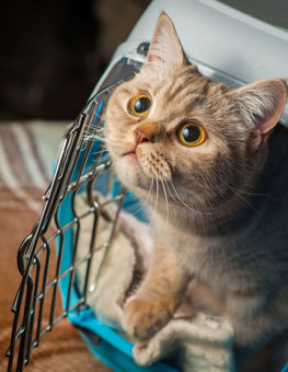 Cat at opened cat carrier. Learn more about carrier training for cats.