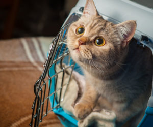 Curious cat in cat carrier. Carrier training for cats does not have to be complicated.