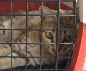 Cat behind closed door of a cat pet carrier.