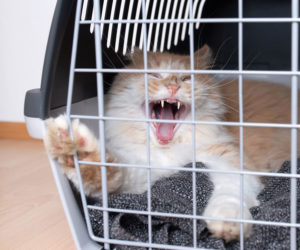 Angry cat in cat pet carrier.