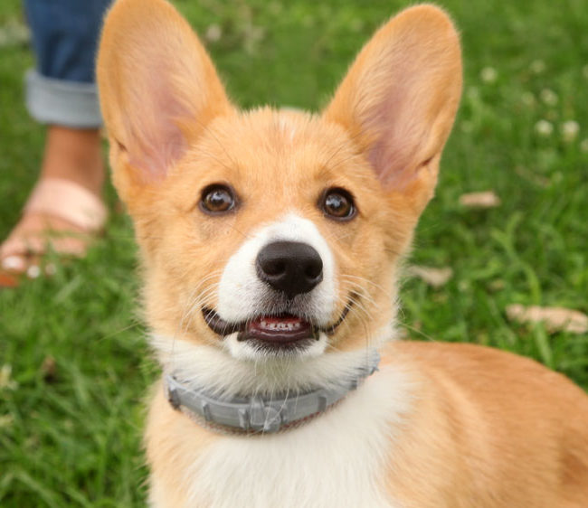 Hartz® GROOMER'S BEST® Slicker Brush for Dogs Hartz