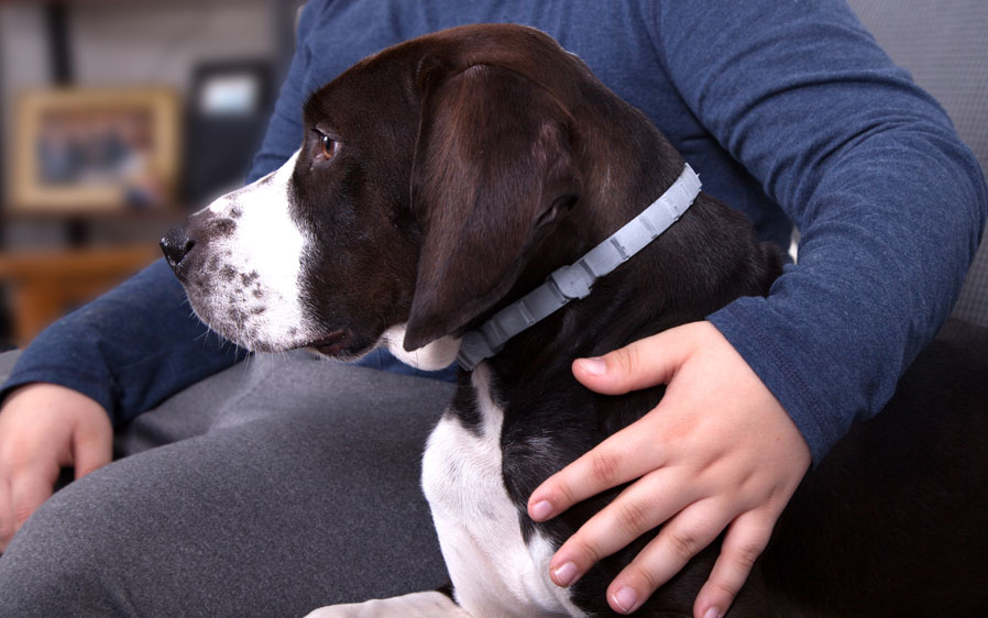 Boy on sofa with dog wearing Hartz UltraGuard ProMax Flea & Tick Collar, gray.