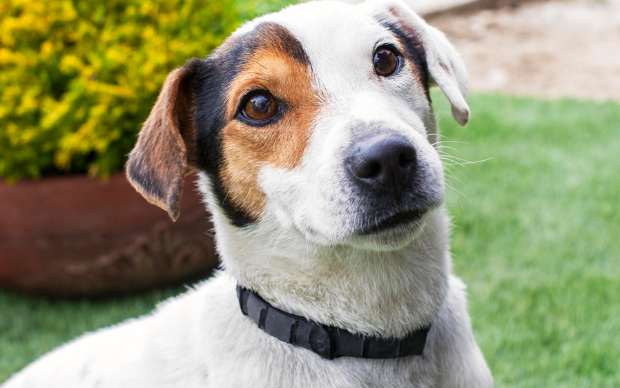 Dog outdoors wearing a Hartz UltraGuard ProMax Flea & Tick Collar, black.