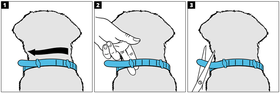 Visual directions for using one of the Hartz ProMax flea and tick collars for dogs.