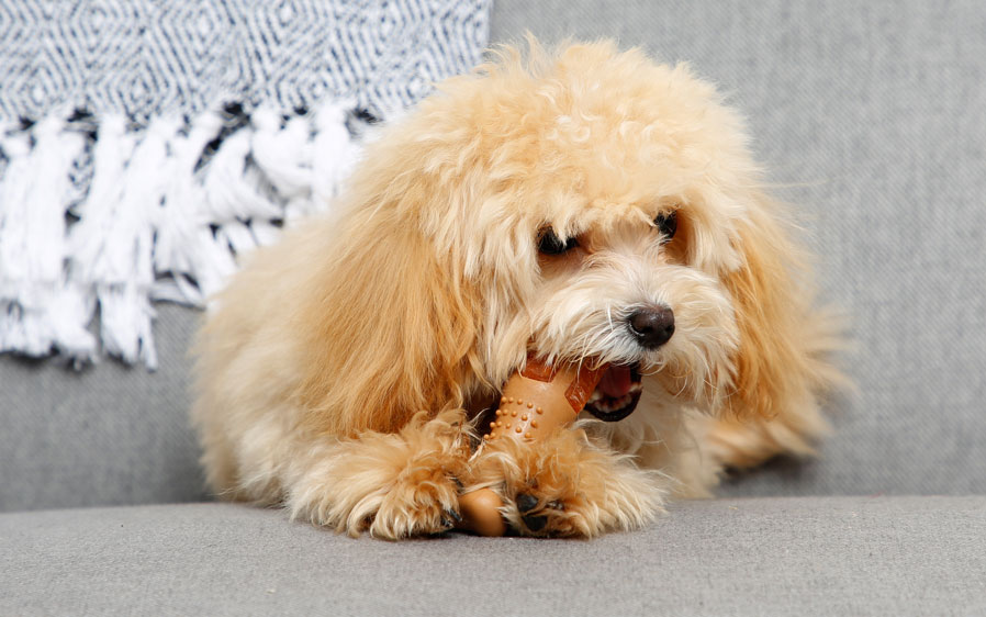 Small dog chewing on a Hartz Chew N Clean drumstick extra small dog toy.