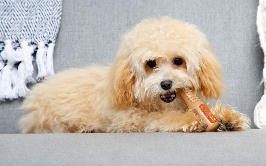 Small dog chewing on a Hartz Chew N Clean drumstick dog toy. 